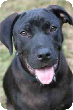 Rhett  from Staten Island, New York, is a black lab mix like Margo.