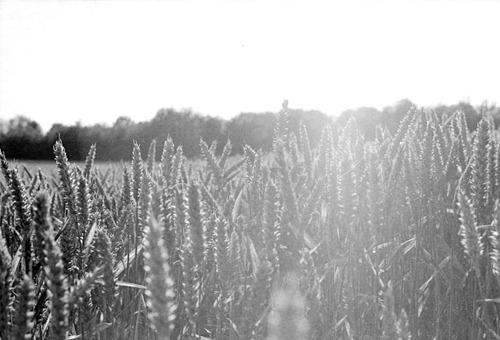 The-Wheat-Field-2---Film