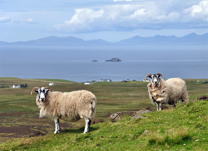 [Island%2520sheep%255B3%255D.jpg]