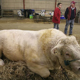 Wat een grote stier. Enorm wat een kolos. Gemoedelijk ligt hij in het stro.