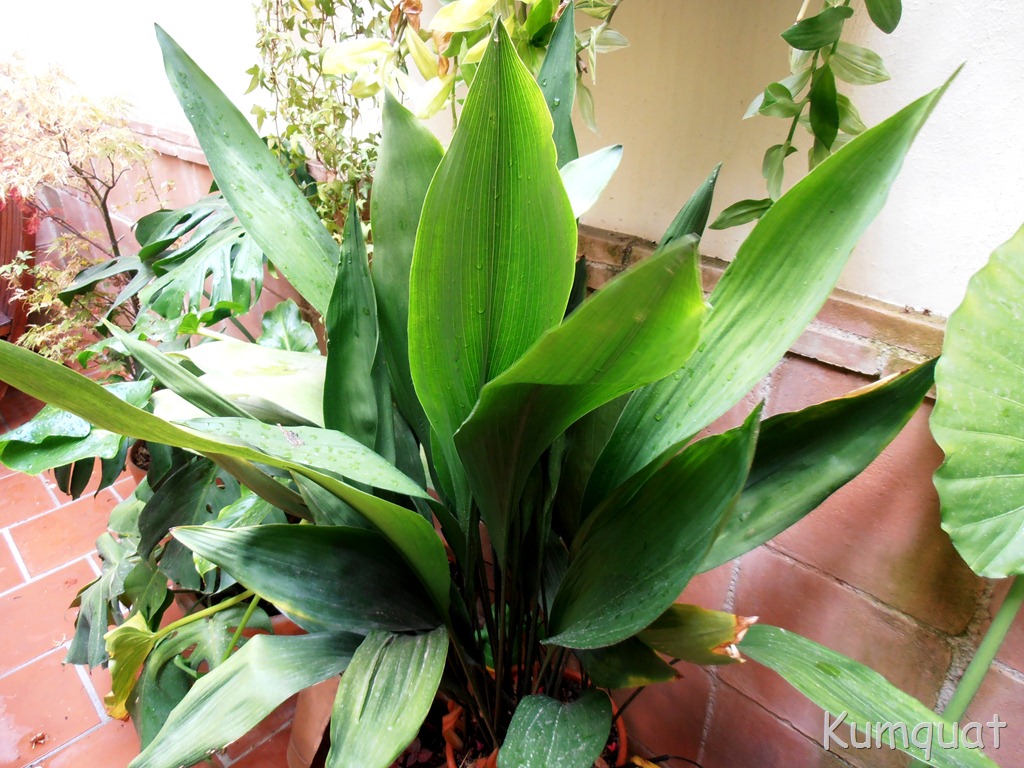 [aspidistra%25204%255B2%255D.jpg]