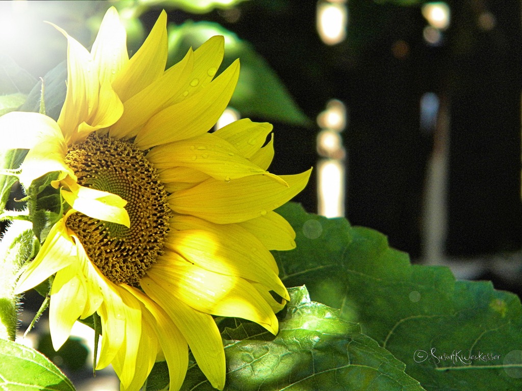 [sunflower%255B6%255D.jpg]