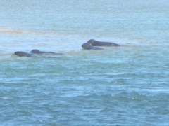 7.30.12 Chatham light beach seal near sand bar3