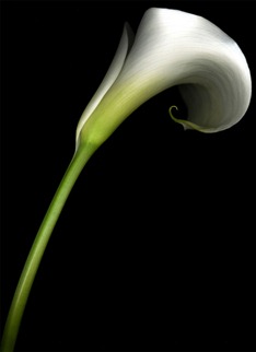 lily-white-pretty-flower lily-white-pretty-flower