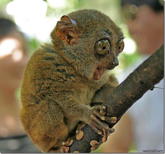animals-worried-face-34