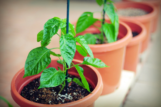 growing_chillies_fertilizer.jpg growing_chillies_fertilizer.jpg