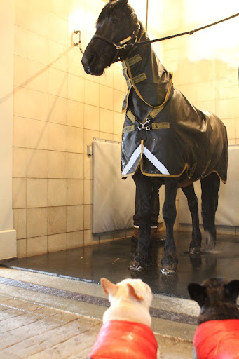 You got your nice warm rain sheet all wet and this is how Dolma gets it clean.