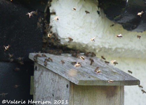 [bees%255B2%255D.jpg]