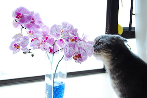 聞下花花, 唔去將軍澳都心曠神怡