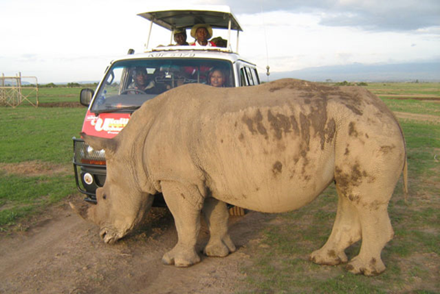 Tourists take a closer look at a northern white rhino at the Ol Pejeta Conservancy in Nyeri, central Kenya. Scientists are working on a new plan to save this endangered species from extinction. Photo: NATION MEDIA GROUP