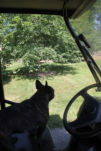 Oh good!  He's gone.  I better get back to the house and make sure the new kittens are safe inside!