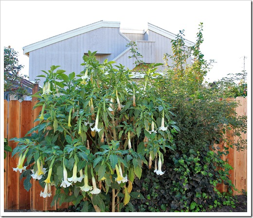 121028_SantaCruz_brugmansia