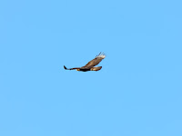 DSC_7965.jpg
