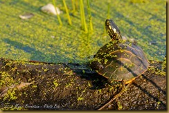 painted Turtle - Chrysemys picta
