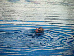 Otter by Amanda Bauer