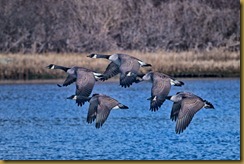 Canada Geese