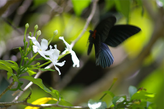 Papilio memnon memnon LINNAEUS, 1758, mâle. Pulau Manukan (Sabah), 20 août 2011. Photo : J.-M. Gayman