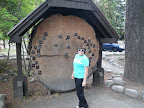 The classic "history tree rings" Longmire Museum.