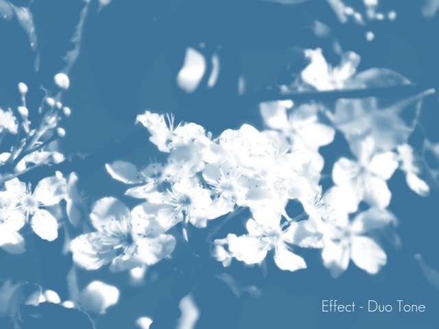 [White-Flowers-1-44.jpg]