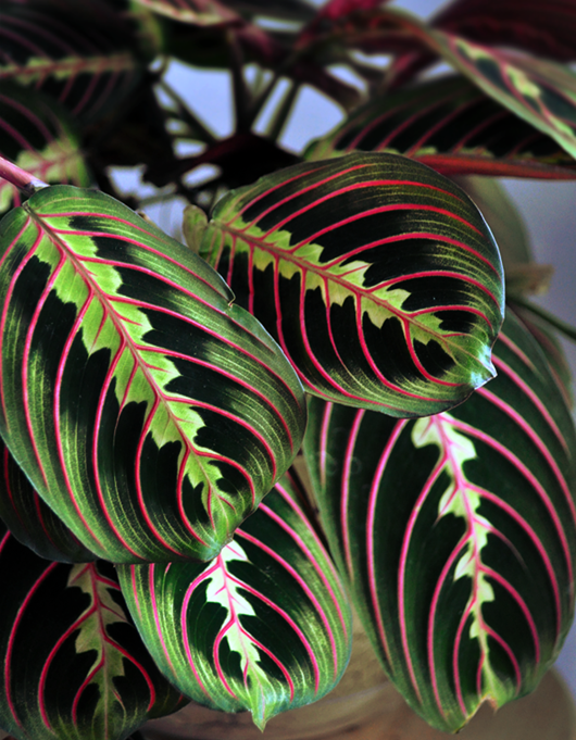 Maranta-tryohtsvetnaya Maranta-tryohtsvetnaya