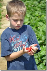 Strawberry Picking May 2011 34