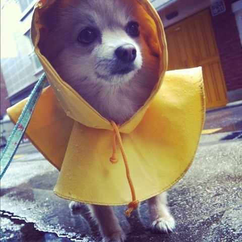 [hurricane-sandy-dogs-2%255B2%255D.jpg]