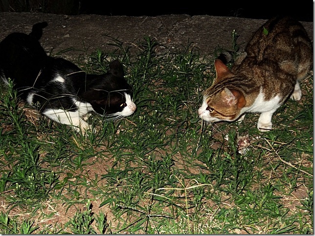 DSC00928 DSC00928