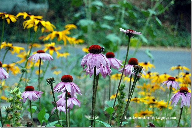 echinacea