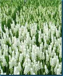 muscari botryoides album