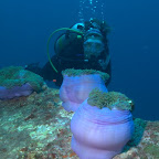 Silvia sucht Anemonenfische