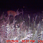 nichols deer 157.JPG