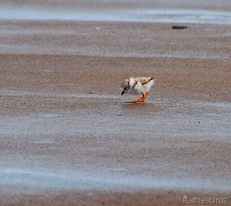 1. plover chick-kab