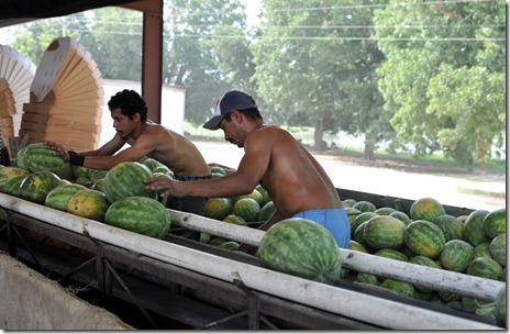 watermelons 11 071211 (29) watermelons 11 071211 (29)