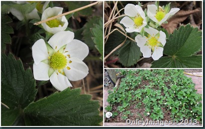 strawberry patch