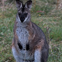 Swamp Wallaby