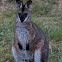 Swamp Wallaby