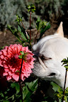 You know how much I like pink flowers and these dahlias are my favorite.