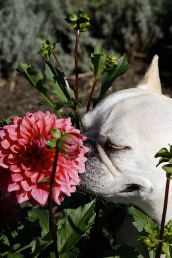 You know how much I like pink flowers and these dahlias are my favorite.
