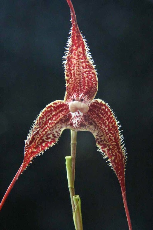 [DRACULA%2520SEVERA%255B3%255D.jpg]