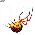yellow-spiders-10.jpg