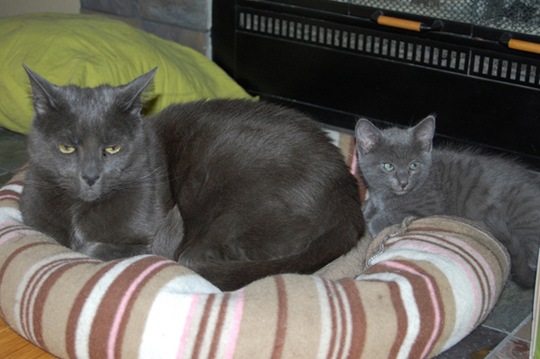 [animals-mini-me-7%255B2%255D.jpg]