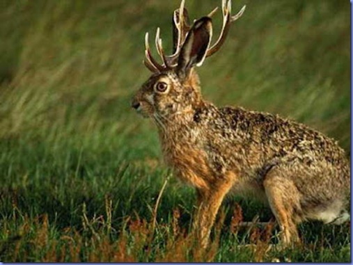 jackalope jackalope