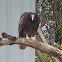 Turkey vulture
