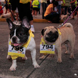 Pet Express Doggie Run 2012 Philippines. Jpg (17).JPG