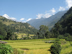 Going through rice paddies
