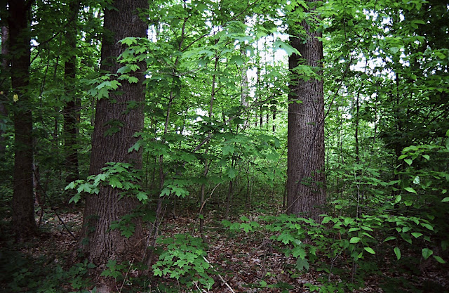 America The Beautiful - This beautiful hardwood forest is owned by the people of the State of Indiana. Most people don't associate Indiana with forests, but the southern half of the state is heavily forested and supports a robust hardwood industry that makes everything from pallets used in grocery stores to fine office furniture and very expensive wall paneling.