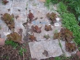 [mulch%255B2%255D.jpg]