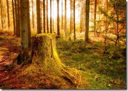 cut_tree_Wallpaper_mwxm7 cut_tree_Wallpaper_mwxm7