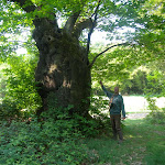 Un châtaignier de plus de 300 ans à 50m du château. chataignier_bourgon_01.jpg