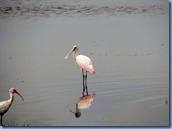 7853 Peacocks Pocket Road, Merritt Island Wildlife Refuge, Florida - White ibis (left) and roseate spoonbill